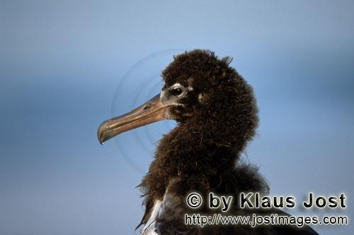 Laysan-Albatros/Laysan albatross/Phoebastria immutabilis        Young Laysan albatross portrait  