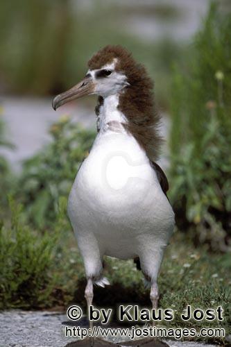 Laysan-Albatros/Laysan albatross/Diomedea immutabilis        Young Laysan albatross            