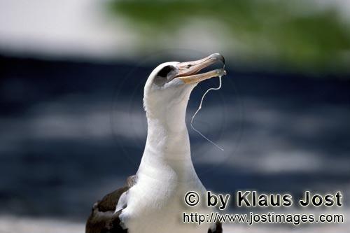         Laysan albatross portrait         There exist 14 albatross species worldwide, but onl