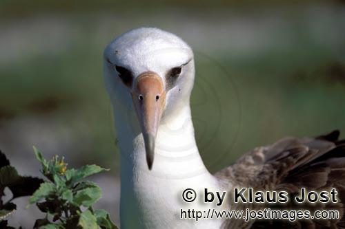 Laysan albatross portrait        There exist 14 albatross species worldwide, but only thr