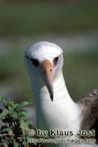 Laysan-Albatros/Laysan albatross/Diomedea immutabilis        Laysan albatross portrait        