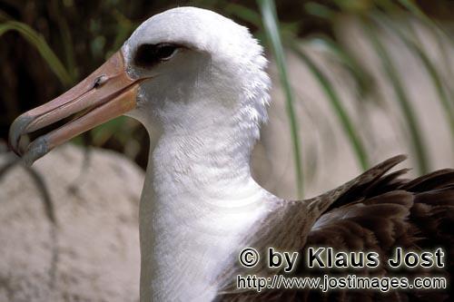 Laysan-Albatros/Laysan albatross/Phoebastria immutabilis        Laysan albatross portrait        The