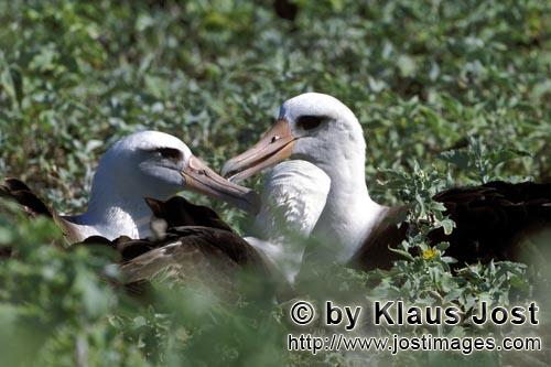Laysan-Albatros/Laysan albatross/Phoebastria immutabilis        Laysan albatrosses        There exis