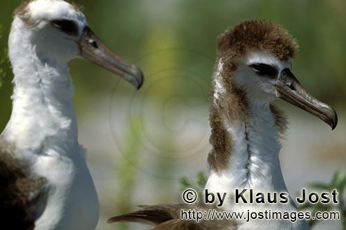 Laysan-Albatros/Laysan albatross/Diomedea immutabilis        Young Laysan albatrosses                