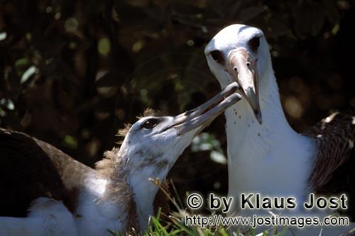 Laysan-Albatros/Laysan albatross/Phoebastria immutabilis        Laysan albatross with chick        T