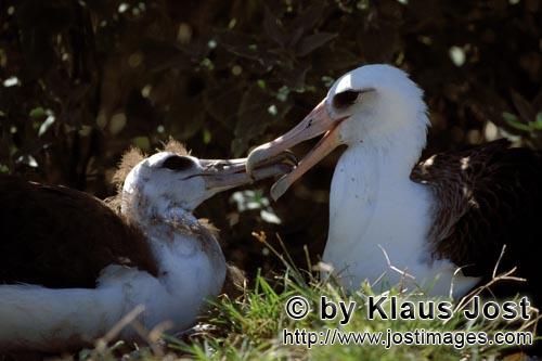 Laysan-Albatros/Laysan albatross/Diomedea immutabilis        Laysan albatross with chick        