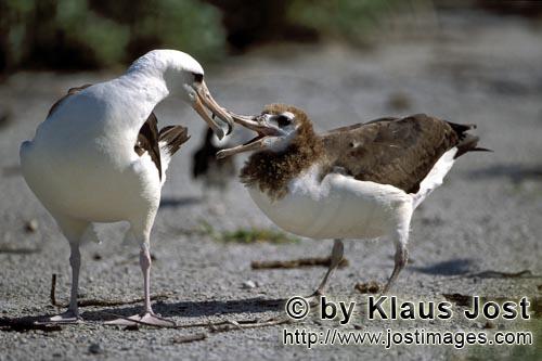Laysan-Albatros/Laysan albatross/Diomedea immutabilis        Laysan albatross with chick        Ther