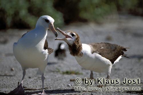 Laysan-Albatros/Laysan albatross/Phoebastria immutabilis        Laysan albatross with chick        T