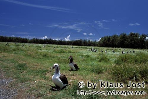 Diomedea immutabilis/Diomedea nigripes    Laysan- and Blackfooted albatross        Albatross Island</b