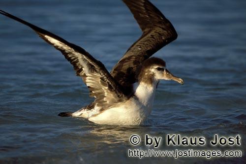 Laysan-Albatros/Laysan albatross/Phoebastria immutabilis        Young Laysan albatross on the sea</b