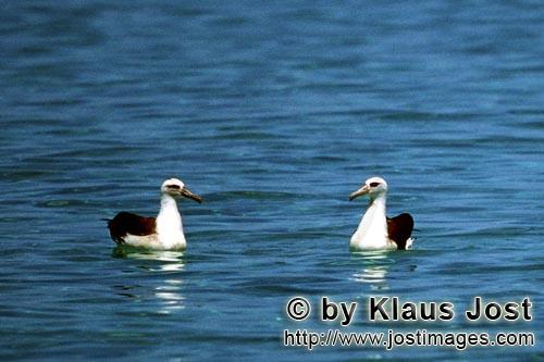 Laysan-Albatros/Laysan albatross/Phoebastria immutabilis        Laysan albatrosses on the sea      