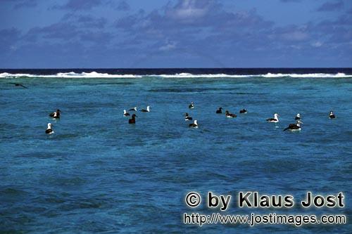 Laysan-Albatros/Laysan albatross/Phoebastria immutabilis        Laysan albatrosses and Blackfooted a
