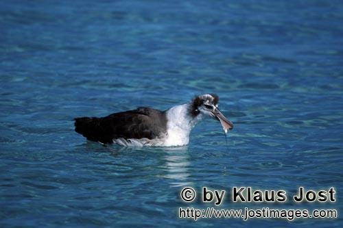 Laysan-Albatros/Laysan albatross/Diomedea immutabilis        Young Laysan albatross on the sea        