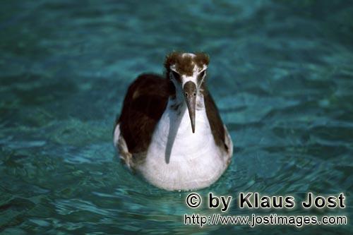 Laysan-Albatros/Laysan albatross/Diomedea immutabilis        Young Laysan albatross on the sea    