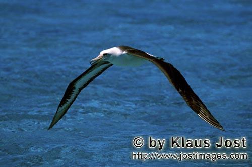 Laysan-Albatros/Laysan albatross/Phoebastria immutabilis         Flying Laysan albatross over the se