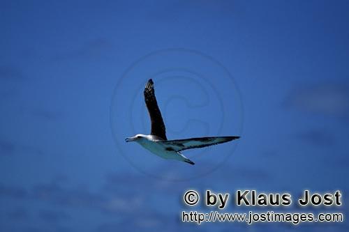 Laysan-Albatros/Laysan albatross/Diomedea immutabilis        Flying Laysan albatross        