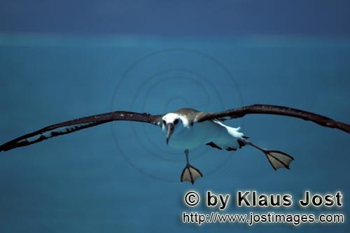Laysan-Albatros/Laysan albatross/Phoebastria immutabilis        Flying Laysan albatross over the sea