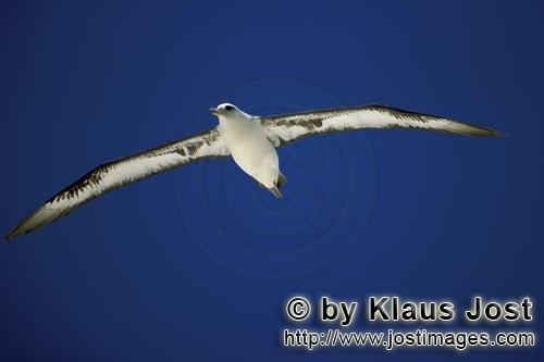 Laysan-Albatros/Laysan albatross/Phoebastria immutabilis         Laysan Albatross glides over the se