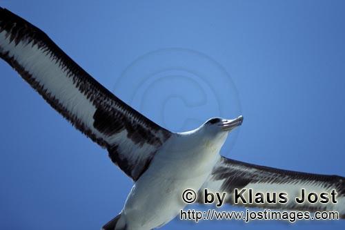 Laysan-Albatros/Laysan albatross/Phoebastria immutabilis        Flying Laysan albatross        La