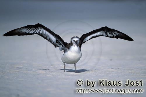 Laysan-Albatros/Laysan albatross/Phoebastria immutabilis        Young Laysan albatross        Lay