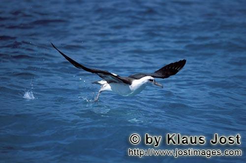 Laysan-Albatros/Laysan albatross/Phoebastria immutabilis        Laysan albatross take off from the s