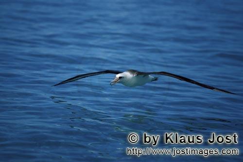 Laysan-Albatros/Laysan albatross/Phoebastria immutabilis        Flying Laysan albatross over the sea