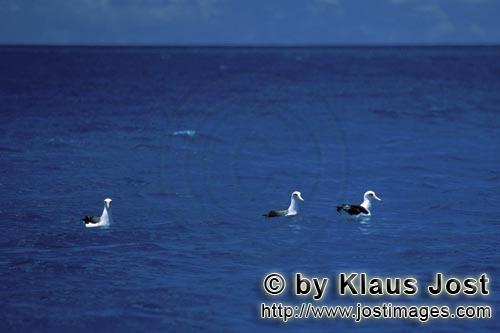 Laysan-Albatros/Laysan albatross/Phoebastria immutabilis        Laysan albatrosses on the sea      