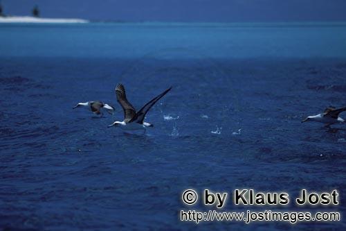 Laysan-Albatros/Laysan albatross/Diomedea immutabilis        Laysan albatrosses take off from the se