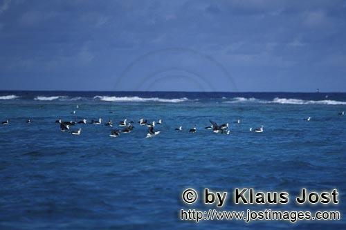 Laysan-Albatros/Laysan albatross/Diomedea immutabilis        Laysan- and Blackfooted albatrosses on the