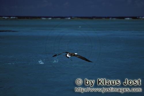 Laysan-Albatros/Laysan albatross/Diomedea immutabilis        Laysan albatross take off from the sea<