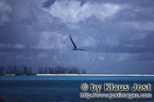 Laysan-Albatros/Laysan albatross/Diomedea immutabilis        Flying Laysan albatross over the sea</b