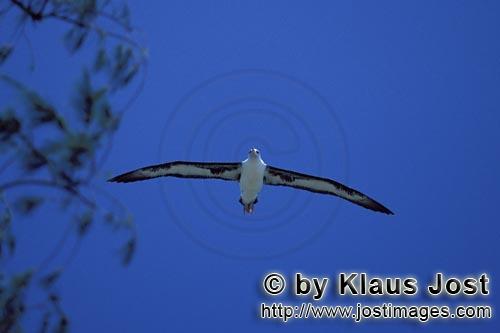 Laysan-Albatros/Laysan albatross/Diomedea immutabilis         Flying Laysan albatross        