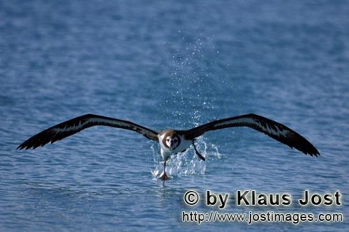 Laysan-Albatros/Laysan albatross/Phoebastria immutabilis        Laysan albatross take off from the s