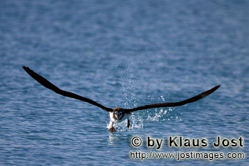 Laysan-Albatros/Laysan albatross/Phoebastria immutabilis         Laysan albatross take off from the 