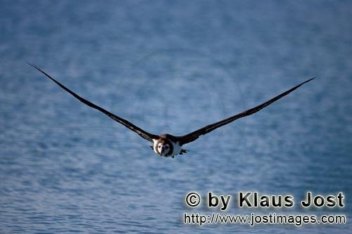Laysan-Albatros/Laysan albatross/Phoebastria immutabilis         Laysan albatross over the sea    