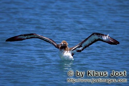 Laysan-Albatros/Laysan albatross/Diomedea immutabilis        Young Laysan albatross on the sea        