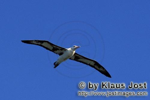 Laysan-Albatros/Laysan albatross/Phoebastria immutabilis        Flying Laysan albatross        La