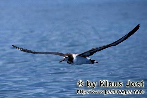 Laysan-Albatros/Laysan albatross/Phoebastria immutabilis        Laysan Albatross over the ocean  