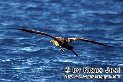Schwarzfuß-Albatros/Blackfooted albatross/Phoebastria nigripes         Flying Blackfooted albatross