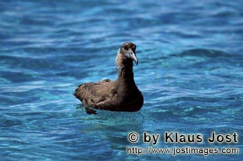 Schwarzfuß-Albatros/Blackfooted albatross/Phoebastria nigripes         Blackfooted albatross on the