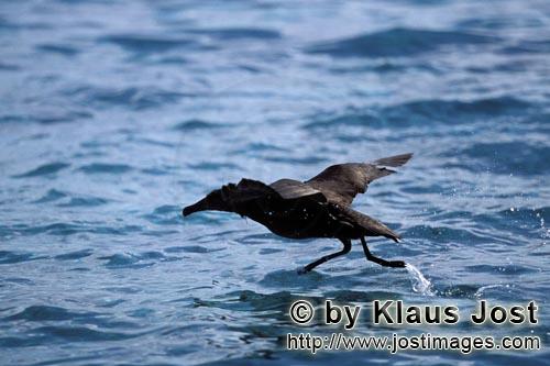 Schwarzfuß-Albatros/Blackfooted albatross/Phoebastria nigripes         Blackfooted albatross take o
