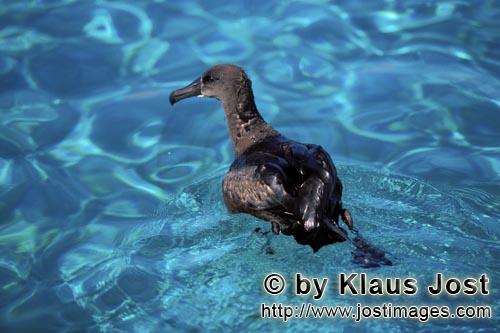 Schwarzfuß-Albatros/Blackfooted albatross/Phoebastria nigripes         Blackfooted albatross on th