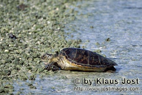 Gruene Meeresschildkroete/Green sea turtle/Chelonia mydos        Green sea turtle comes ashore    