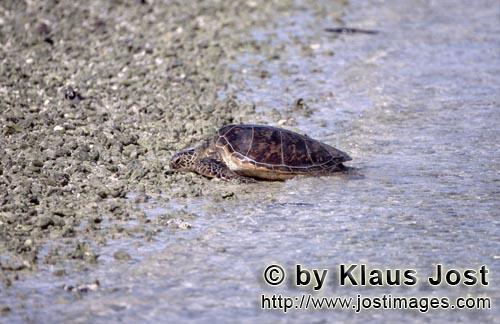 Gruene Meeresschildkroete/Green sea turtle/Chelonia mydos        Green sea turtle (Chelonia mydos)</
