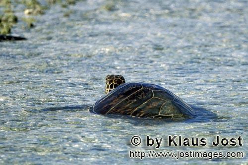 Gruene Meeresschildkroete/Green sea turtle/Chelonia mydos        Green sea turtle (Chelonia mydos)</