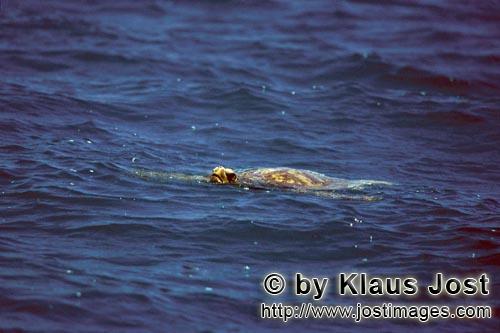 Gruene Meeresschildkroete/Green sea turtle/Chelonia mydos            Green sea turtle (Chelonia mydos)