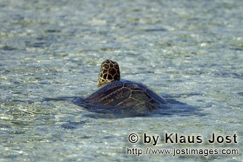 Gruene Meeresschildkroete/Green sea turtle/Chelonia mydos        Green sea turtle in the shallow wat