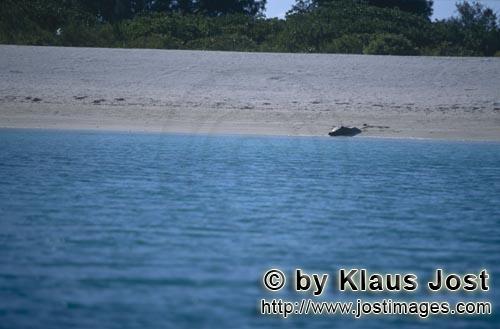 Hawaiian monk seal/Monachus schauinslandi        Hawaiian monk seal (Monachus schauinslandi)        
