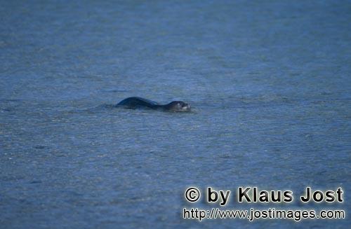 Hawaiianische Moenchsrobbe/Hawaiian monk seal/Monachus schauinslandi        Hawaiian monk seal (Mona