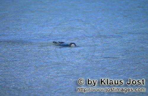 Hawaiianische Moenchsrobbe/Hawaiian monk seal/Monachus schauinslandi        (Monachus schauinslandi)